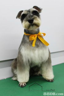 寵物美容服務全攻略 從專業美容師到貼心扮靚方案