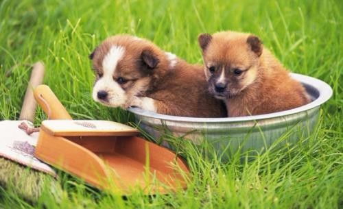 深圳羅湖水庫24小時(shí)寵物醫(yī)院 全天候守護(hù)您的愛寵健康