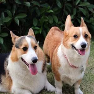 皇優寵物加盟店 專業寵物服務，打造愛寵溫馨家園