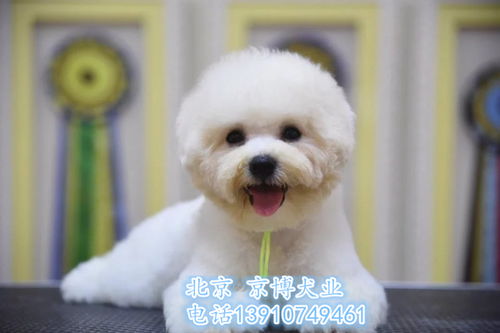 精品比熊犬 雙血統法系卷毛，健康保障簽協議