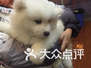 成都雙楠寵物服務 關愛寵物，呵護家庭伙伴